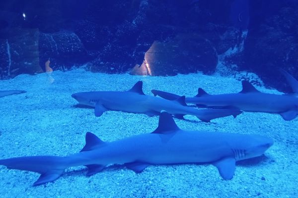 Jakarta Aquarium Ajak Kenali Hiu di Shark Awareness Day